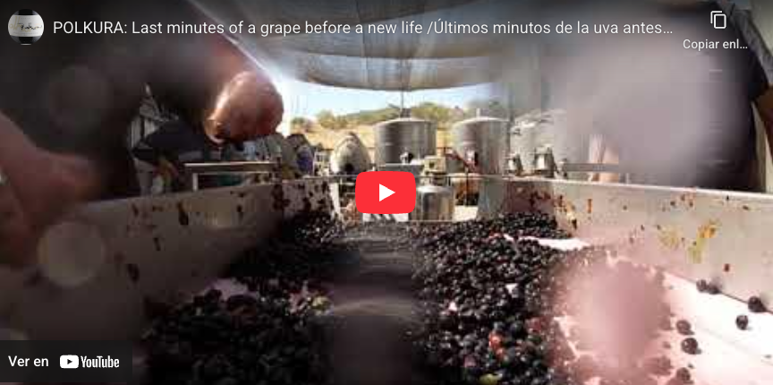 POLKURA: Last minutes of a grape before a new life /Últimos minutos de la uva antes de su mejor vida